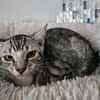 Lilly