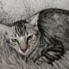 Lilly