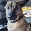 Honey sucht Hundekenner mit Herz