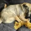 Honey sucht Hundekenner mit Herz