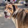 GOLFO möchte dein Leben bereichern