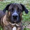 Hanni, geb. ca. 12/2020, 59069 Hamm