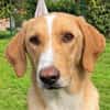 Sheldon, geb. ca. 11/2023, 47652 Weeze