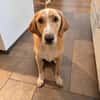 Sheldon, geb. ca. 11/2023, 47652 Weeze