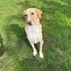 Sheldon, geb. ca. 11/2023, 47652 Weeze