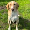 Sheldon, geb. ca. 11/2023, 47652 Weeze