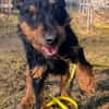 Aktive Jagdterrier Hündin FREYA