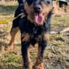 Aktive Jagdterrier Hündin FREYA