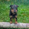 Aktive Jagdterrier Hündin FREYA