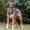 MOSTIE sucht ruhiges, liebevolles Zuhause