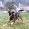 MOSTIE sucht ruhiges, liebevolles Zuhause