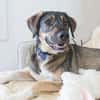 MOSTIE sucht ruhiges, liebevolles Zuhause