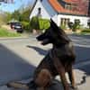 Laika  wartet in 50259 Pulheim auf deinen Besuch