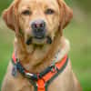 MR. SAM: toller Hund, der absolut klare Führung braucht
