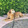 Lupe - Schlappohr sucht neues Zuhause