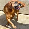 Lupe - Schlappohr sucht neues Zuhause