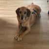 Lupe - Schlappohr sucht neues Zuhause