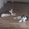 KIRA & BUBI - zwei liebenswerte Senioren