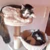 LUTZ + MR.JINGLES: gemeinsamer Neuanfang bei Maine Coon Fans