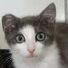 OPALE