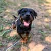 Rotti