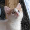 KLOE