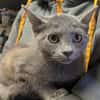 Silver [Chaton]