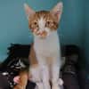Litchi (en cours d'adoption)