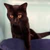 REGLISSE