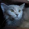 Princesse [Chaton]