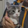 Zipette [Chaton]