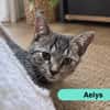 AELYS