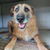 NINA (Union Animal)
