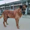 NINA (Union Animal)