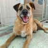 NINA (Union Animal)