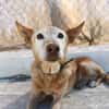HERMES (Union Animal)