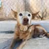 HERMES (Union Animal)