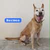HERMES (Union Animal)
