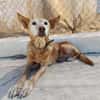 HERMES (Union Animal)