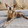HERMES (Union Animal)