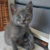 ILDUT À ADOPTER AVEC UN CHAT DÉJÀ PRÉSENT CHEZ VOUS