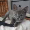ILDUT À ADOPTER AVEC UN CHAT DÉJÀ PRÉSENT CHEZ VOUS