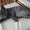 ILDUT À ADOPTER AVEC UN CHAT DÉJÀ PRÉSENT CHEZ VOUS