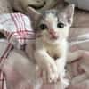 PETIT PRINCE