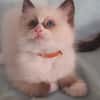 Sofie