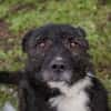 SMOKIE  Treuer Kämpfer sucht sein Happy End
