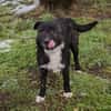 SMOKIE  Treuer Kämpfer sucht sein Happy End