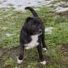 SMOKIE  Treuer Kämpfer sucht sein Happy End