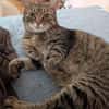 Schüchterne ältere Katze Sissi