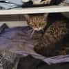 Schüchterne ältere Katze Sissi